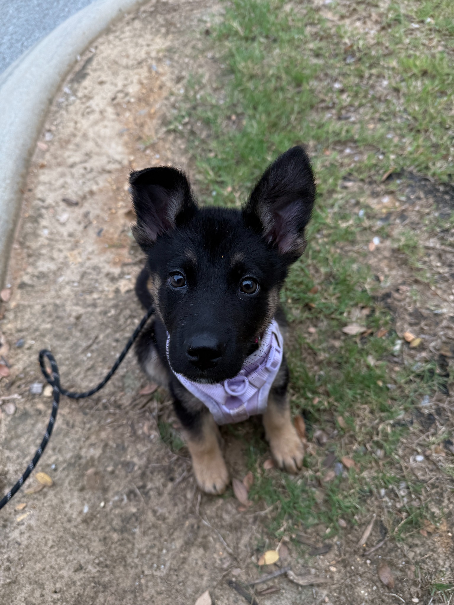 Reya the German Shepherd